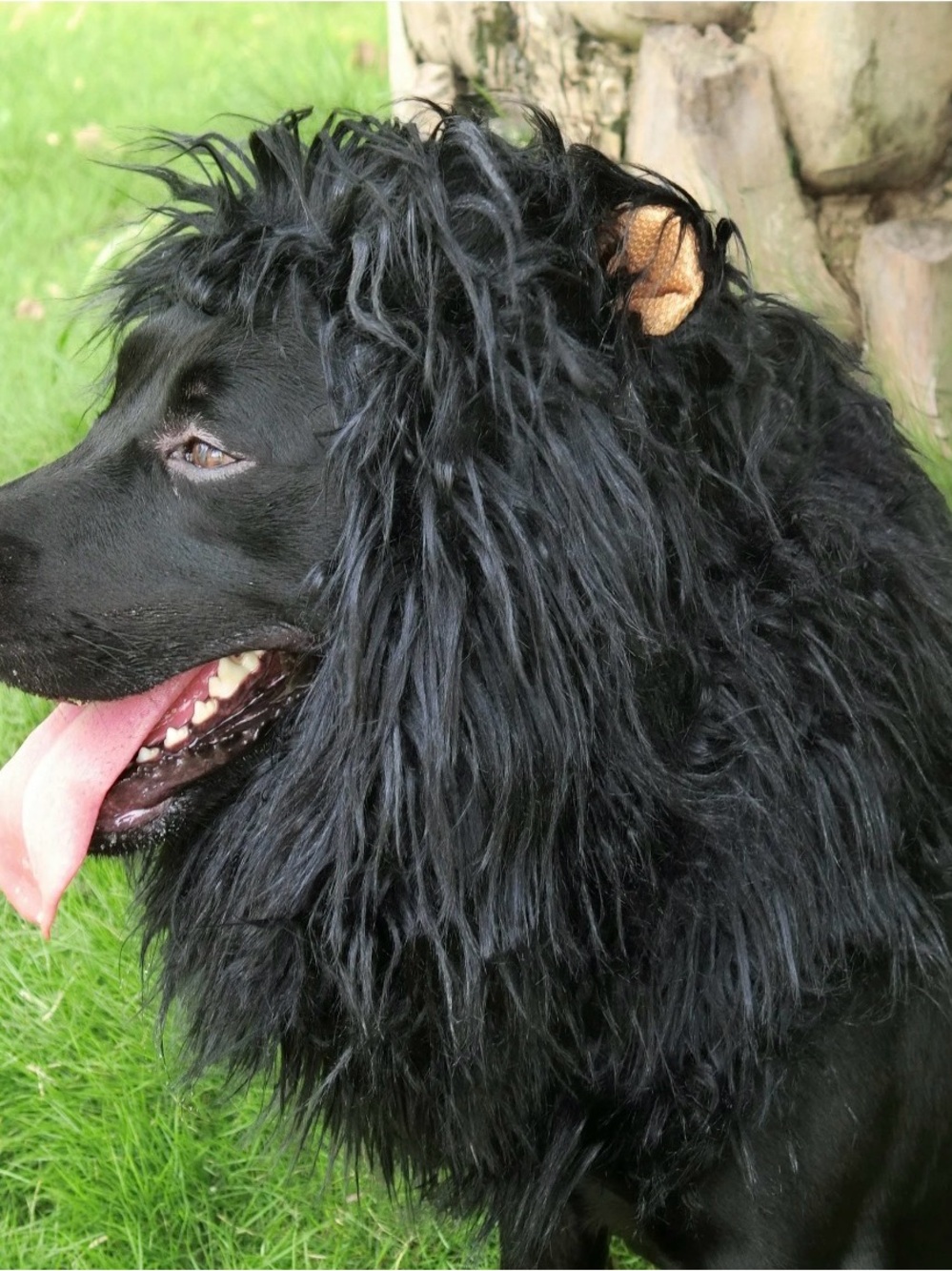 Doggie 🐶 Black Faux Mane